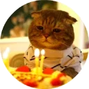 🐱
