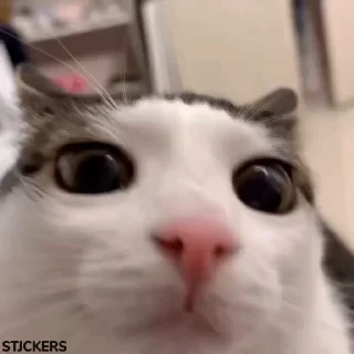 👀
