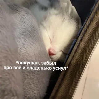 😴