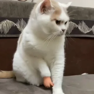 🐈‍⬛️