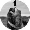 Pishi - @Stickerabad