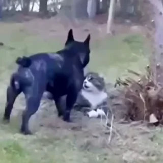 😼