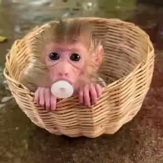 🌟