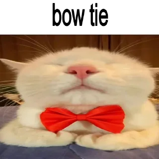 🐈