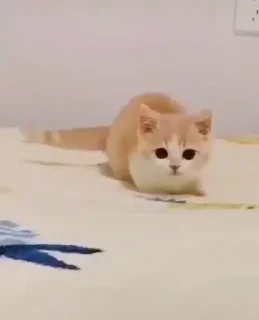 🐈