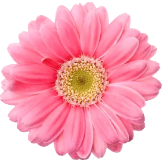 🌸