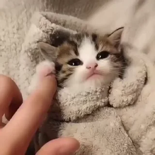 🌟