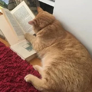 🐈