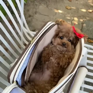 🐶