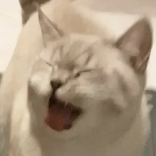 🤣