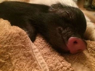 😴