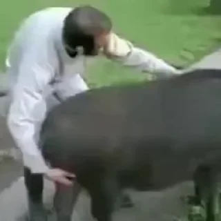 🐷