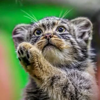 🐾