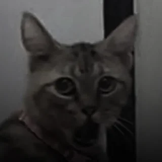 🐈‍⬛