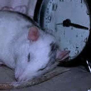 😴