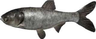 🎣