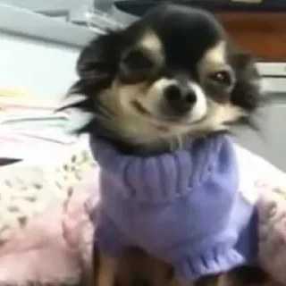 🐶