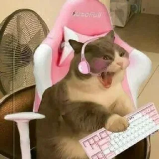 🐈