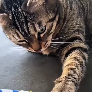🤩