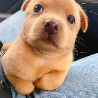 🌟