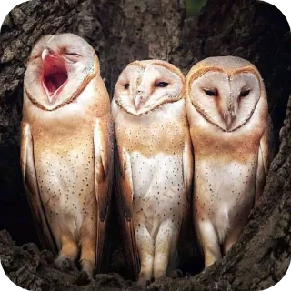 🦉