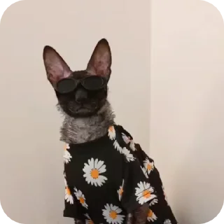 🌟