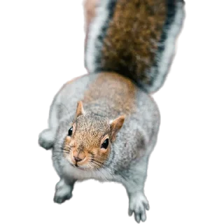 🐿️