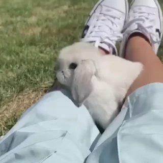 🐾