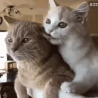🐱