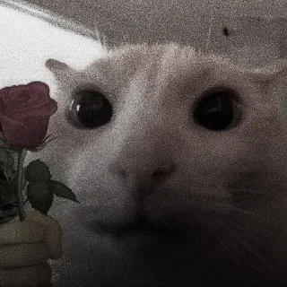 🐈‍⬛
