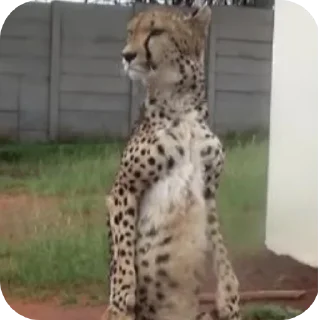 🐱