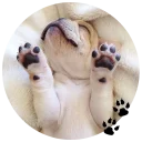 🐶