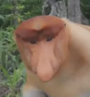 👃