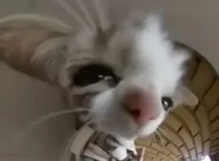 😶