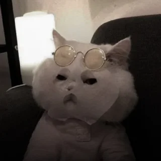 🐈‍⬛