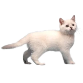 🐈