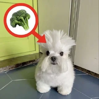 🐶