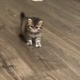 😾