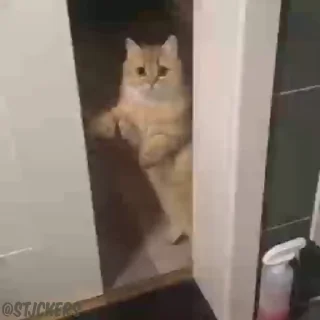 🥺