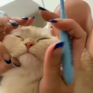 🐈