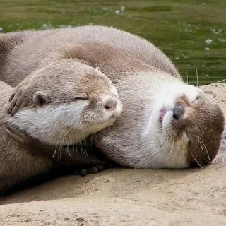 😴