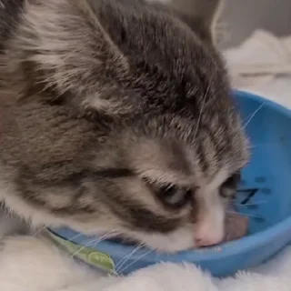 🍴