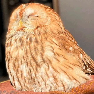 😴