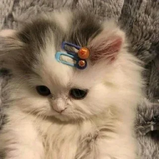 🐈