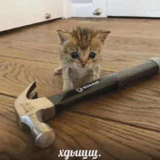 🐱