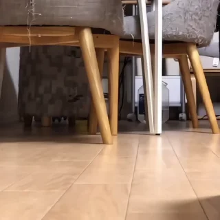 🐈‍⬛️