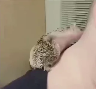 🦔