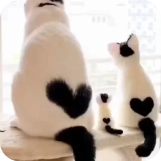 💕