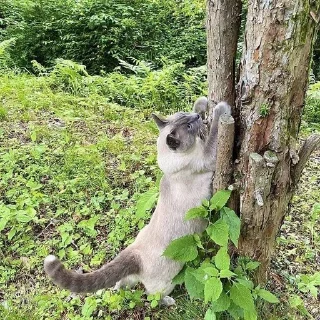 🌴