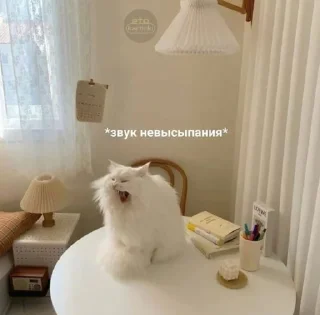 🛌